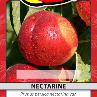 NECTARINE