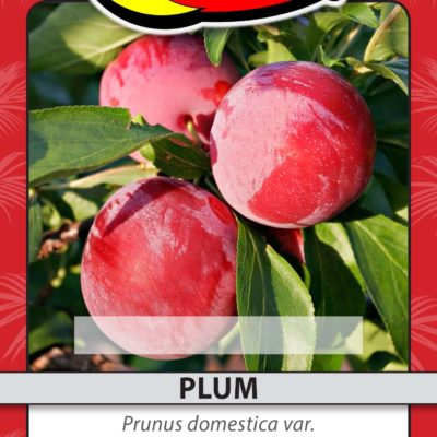 PLUM