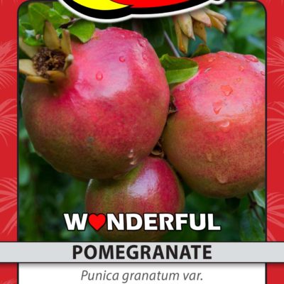 WONDERFUL POMEGRANTE