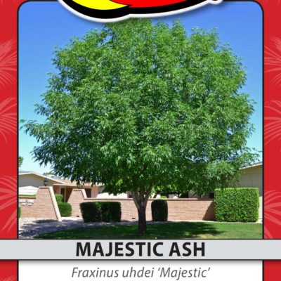 MAJESTIC ASH