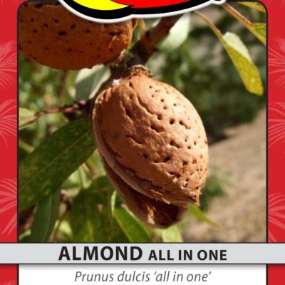 ALMOND ALL IN ONE