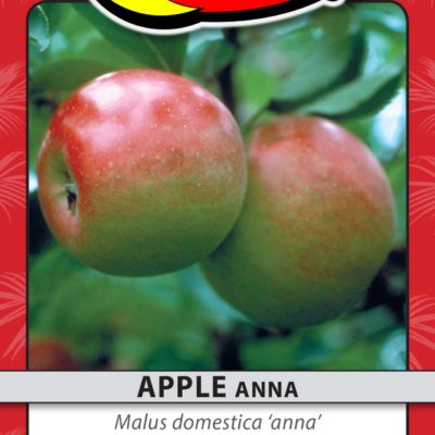 APPLE ANNA