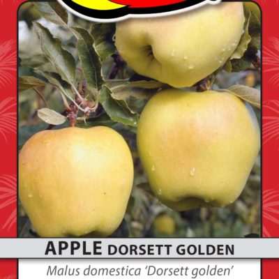 APPLE DORSETT GOLDEN