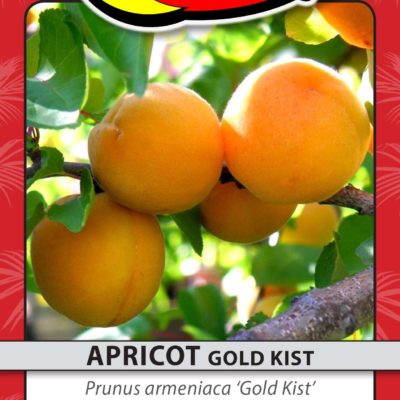 APRICOT GOLD KIST
