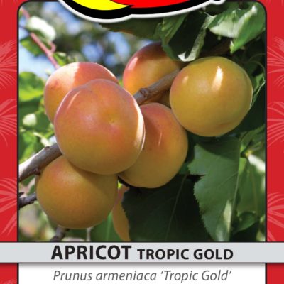 APRICOT TROPIC GOLD