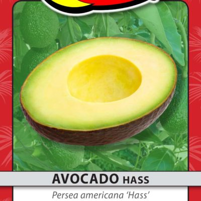 AVOCADO HASS