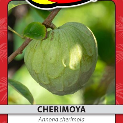 CHERIMOYA
