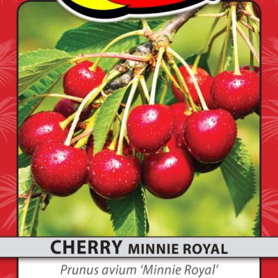 CHERRY MINNIE ROYAL