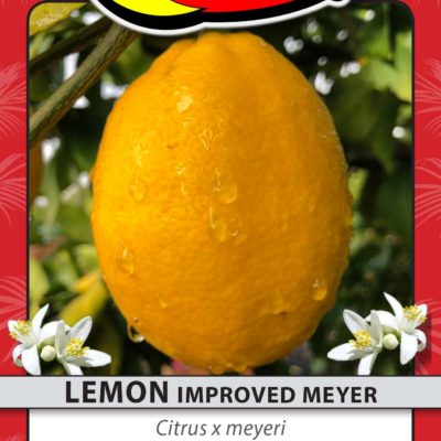 LEMON IMPROVED MEYER