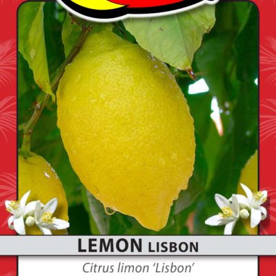 LEMON LISBON