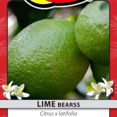 LIME BEARSS