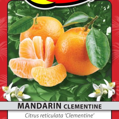 MANDARIN CLEMENTINE