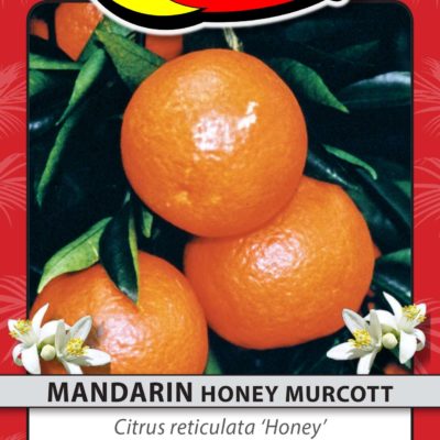 MANDARIN HONEY MURCOTT