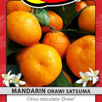 MANDARIN ORAWI SATSUMA