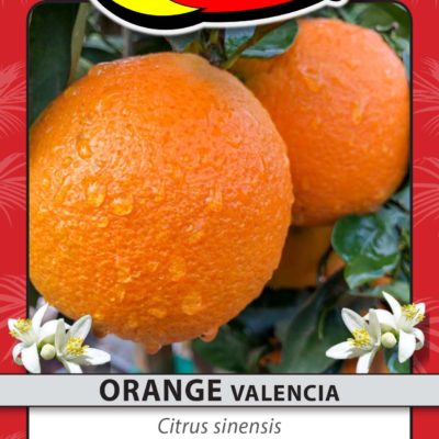 ORANGE VALENCIA