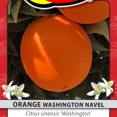 ORANGE WASHINGTON NAVEL