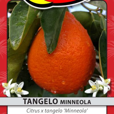 TANGELO MINNEOLA