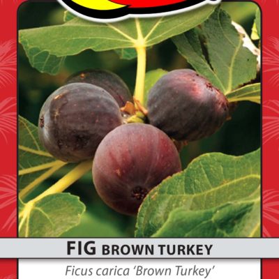 FIG BROWN TURKEY