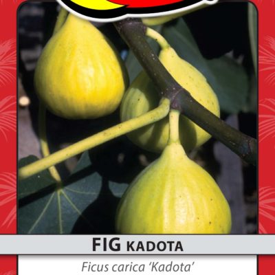 FIG KADOTA