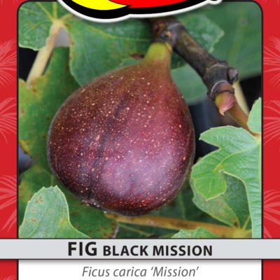 FIG BLACK MISSION
