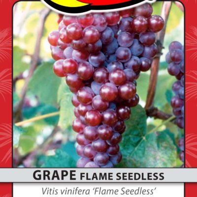 GRAPE FLAME SEEDLESS
