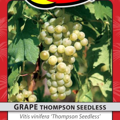 GRAPE THOMPSON SEEDLESS