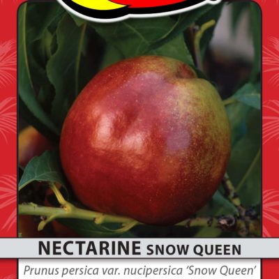 NECTARINE SNOW QUEEN