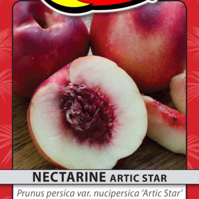 NECTARINE ARTIC STAR