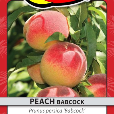 PEACH BABCOCK