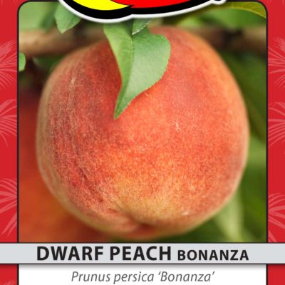 DWARF PEACH BONANZA