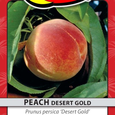 PEACH DESERT GOLD