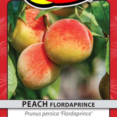 PEACH FLORDAPRINCE