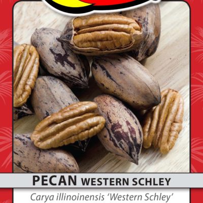 PECAN WESTERN SCHLEY