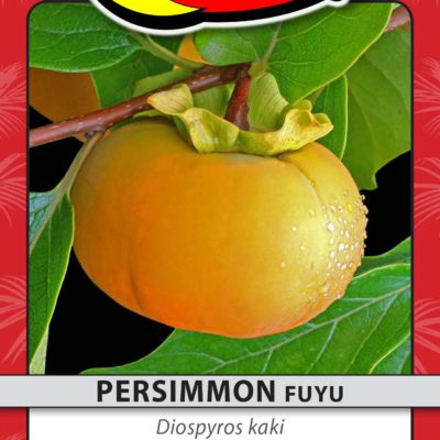 PERSIMMON FUYU