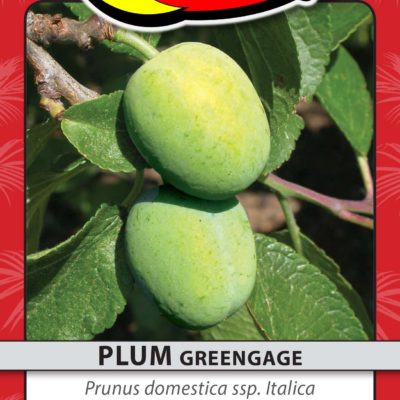 PLUM GREENGAGE