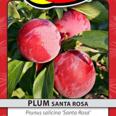 PLUM SANTA ROSA