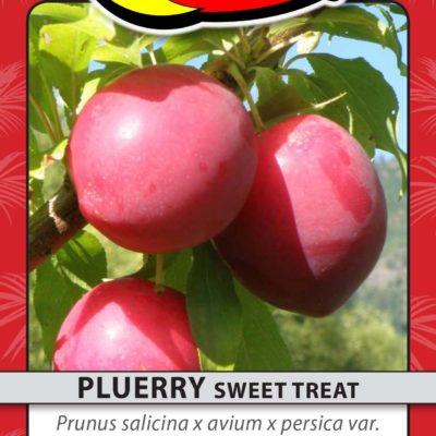PLUERRY SWEET TREAT