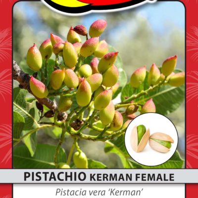 PISTACHIO KERMAN FEMALE