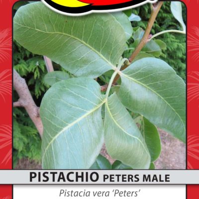PISTACHIO PETERS MALE
