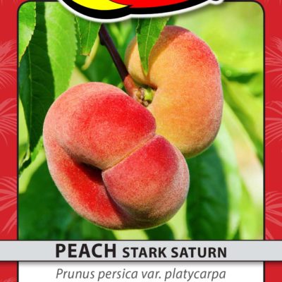 PEACH STARK SATURN