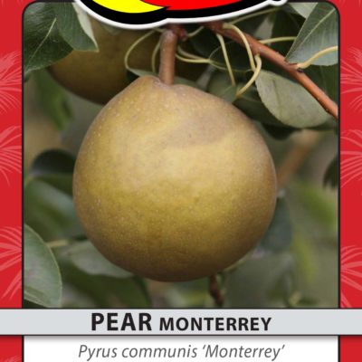 PEAR MONTERREY