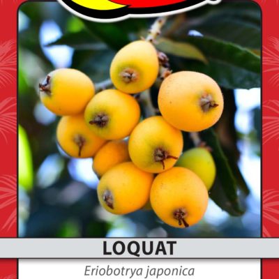 LOQUAT