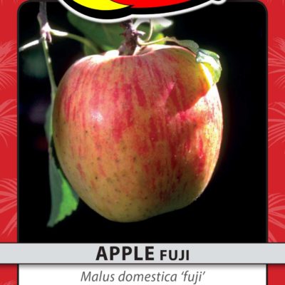 APPLE FUJI