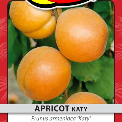 APRICOT KATY