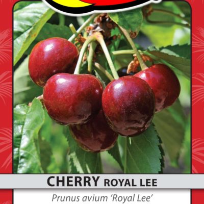 CHERRY ROYAL LEE