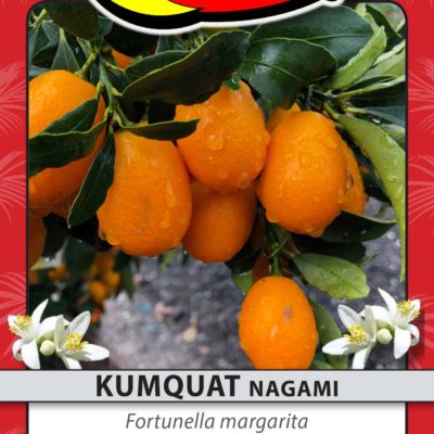 KUMQUAT NAGAMI