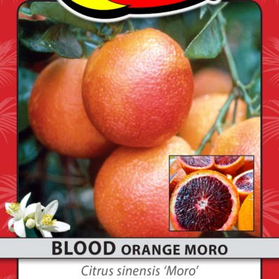 BLOOD ORANGE MORO