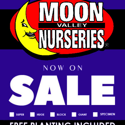 PURPLE BLANK INCLUDES EQUIP