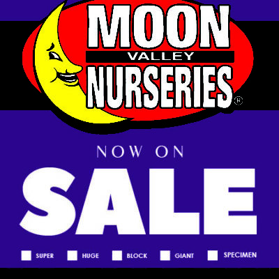 PURPLE BLANK NoPlantingNoEquip