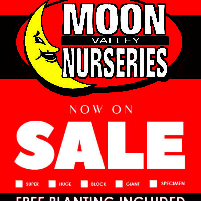 RED BLANK FREEPLANTING